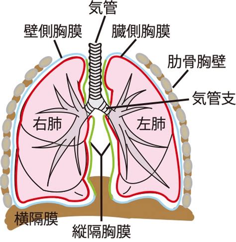 胸部位置|胸腔と肺の構造 